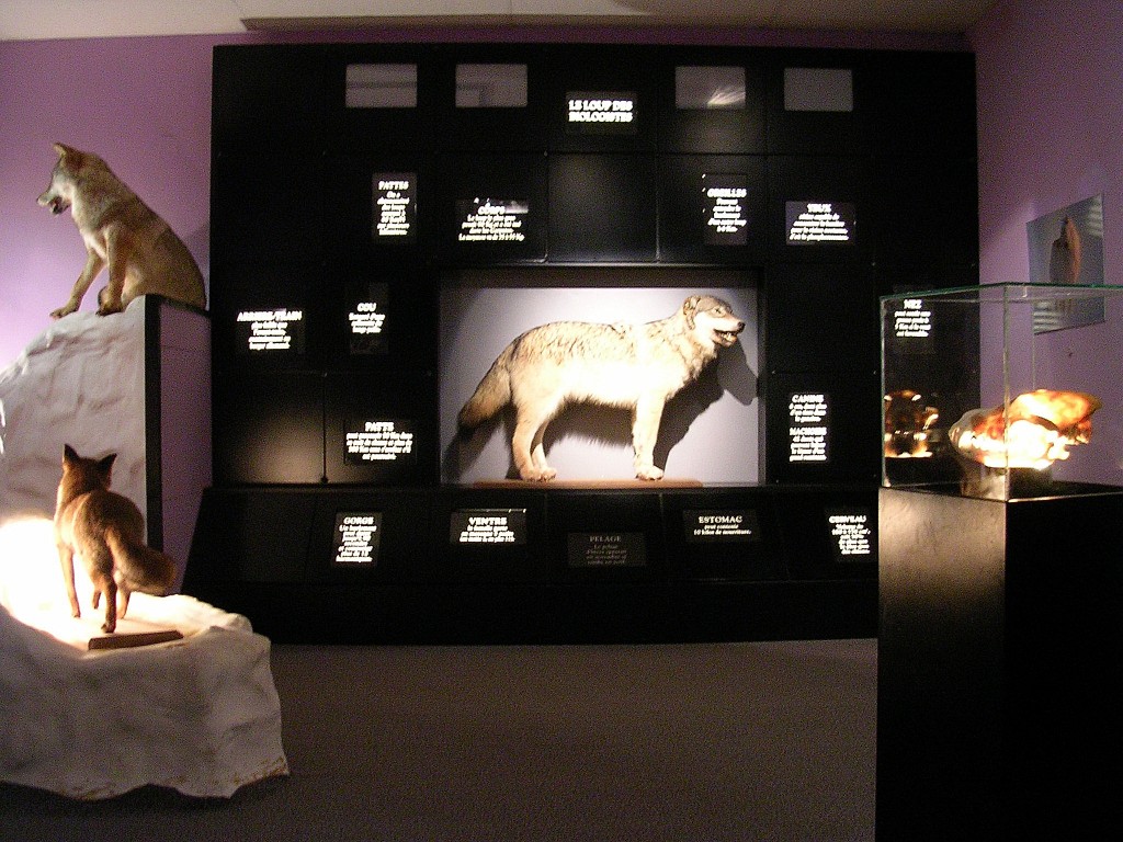 Journée Loup gris