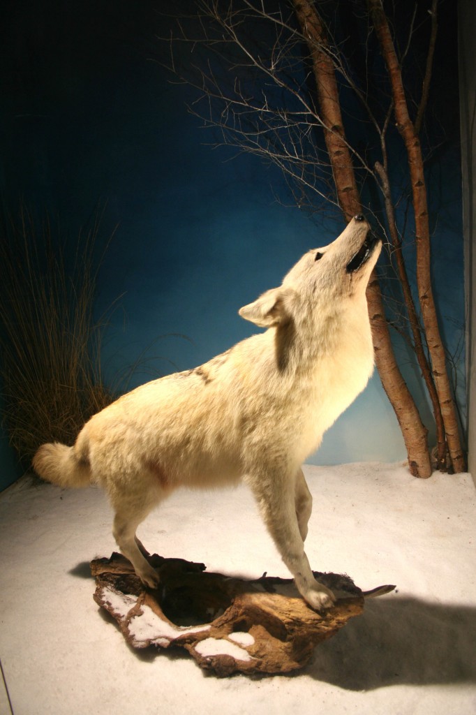 Loup blanc