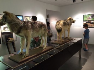 Musée du Loup