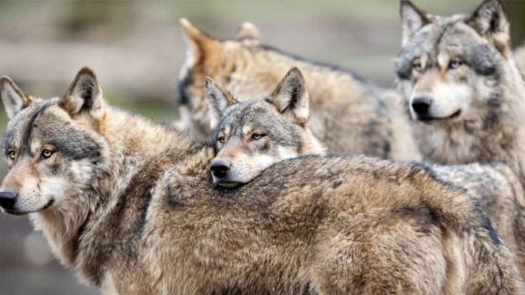loups meute
